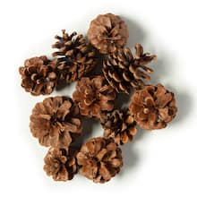 Large 1 Lb Bag Perfect for Crafting Bowl Fillers Little Valley Omrika Pine Cones Table Scatters Etc. 